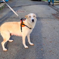 ALICE, chienne à adopter