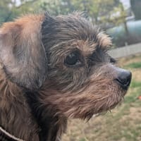 Levia, chienne à adopter