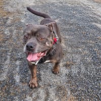 BOLO, chien à adopter