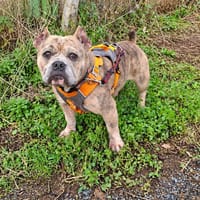 CARBO, chienne à adopter