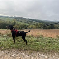 CALISSE, chienne à adopter