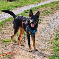 Bonnie, chienne à adopter