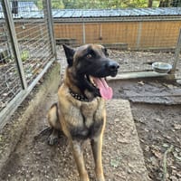 STORM, chien à adopter