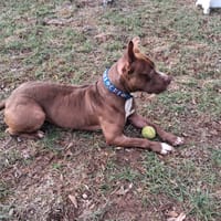 OUDINI, chien à adopter