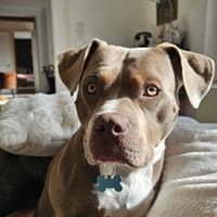 PACHA, chien à adopter