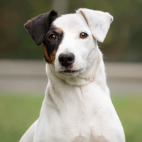 PATCH, chien à adopter