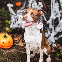 Scoot, chien à adopter