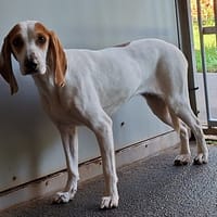 Zoe, chienne à adopter