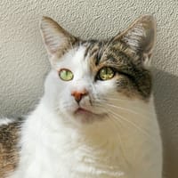 LOUKY, chat à adopter