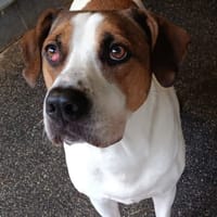 Tryx, chien à adopter