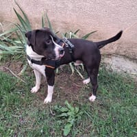 Batman, chien à adopter