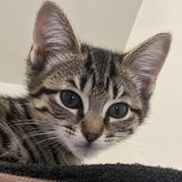 Gomette, chatte à adopter
