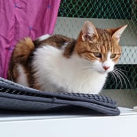 Haziel, chatte à adopter