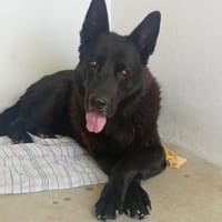 FOX, chien à adopter