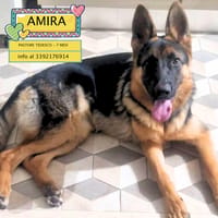 AMIRA, cane femmina da adottare