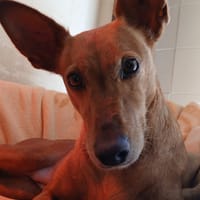 VILMA, chienne à adopter
