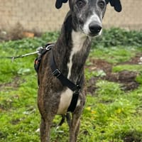 KODA (Animalea), chien à adopter
