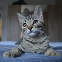 CHOPPER, chat à adopter