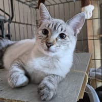 BANJO, chatte à adopter