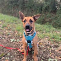 CHOUBIDOU, chien à adopter