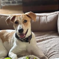Luna - unser Pechvogel, Hündin zur Adoption