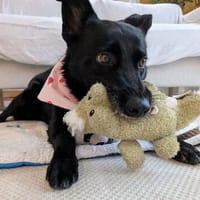 Labrador-Mix-Schmusehündin Darcy bei München (Tierschutz), Hündin zur Adoption