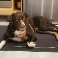 Chups eine hübsche liebevolle Labrador/ Aussie Hündin, Hündin zur Adoption
