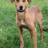 Piju - aufgeweckt u. zutraulich, Hund zur Adoption