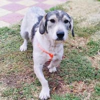 Zauberhafter Karl sucht ein Zuhause, Hund zur Adoption