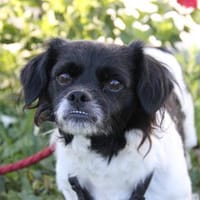 Odo - kleiner Mann sucht seine Menschen, Hund zur Adoption