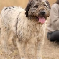 Hunter Sanfter Riese sucht Menschen mit Herz, Hund zur Adoption