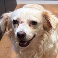 BIENE-wunderschöne, liebevolle Mischlings-Hündin, 30 cm, Hündin zur Adoption