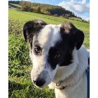 Abby - wartet in 96160 Geiselwind, Hündin zur Adoption