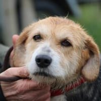 Bacey - ruhig u. sehr anhänglich, Hündin zur Adoption