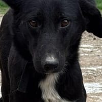 Galin - unkomplizierter, kinderlieber Jungrüde, Hund zur Adoption