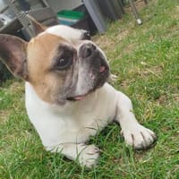 Pupi - Senior sucht sein Für-immer-Zuhause, Hund zur Adoption