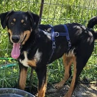 Käpten Balou sucht seine Crew, Hund zur Adoption