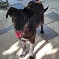 Sally, wann kannst du aufbrechen, Hündin zur Adoption