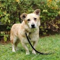 Kasctanek gern für Senioren oder Anfänger, Hund zur Adoption