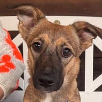 INA-hübsche, verspielte, kleine Jung-Hündin, 32 cm, Hündin zur Adoption