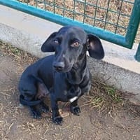 Linzi  eine Mama, die endlich selbst Liebe erfahren da, Hündin zur Adoption