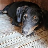 Alia sucht das Himmelreich, Hündin zur Adoption