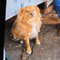 Simba sucht ein Zuhause, Hund zur Adoption