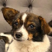 Louie - ein kleiner Herzensbrecher sucht sein Glück, Hund zur Adoption