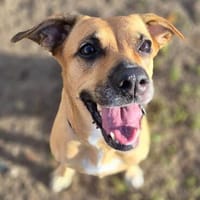 Khalissi sucht ein neues Zuhause!, Hündin zur Adoption