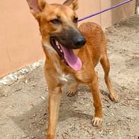 Harvey, sportlich, clever, verträglich, Hund zur Adoption