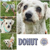 DONUT * weitgereiste Familienhündin, Hündin zur Adoption
