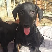 Beni und seine Geschwister suchen ihr Glück!, Hund zur Adoption
