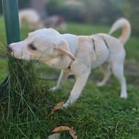 Malin sucht ihre Familie, Hündin zur Adoption