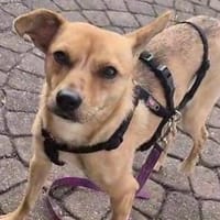 DINA  eine kleine Hundeseele., Hündin zur Adoption